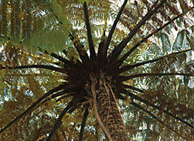 australian tree fern
