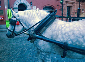 yoked horse